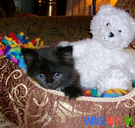 Черный котенок и игрушка