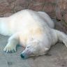 Белый медведь - устал!