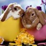 Два кролика в яичной скорлупе