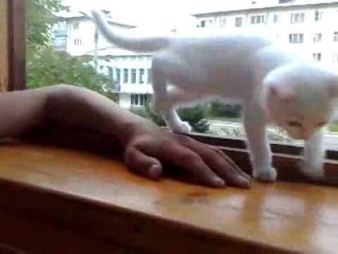 Заботливая кошечка  Careful Kitty