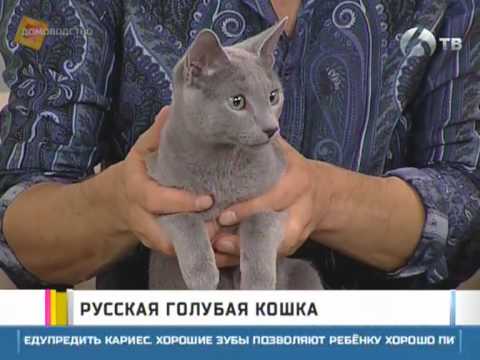 Русская голубая кошка