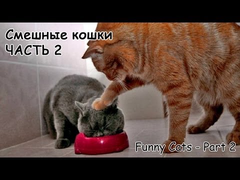 Смешные кошки #2 - подборка 2013