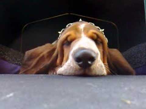 Epic Snoring Basset Hound