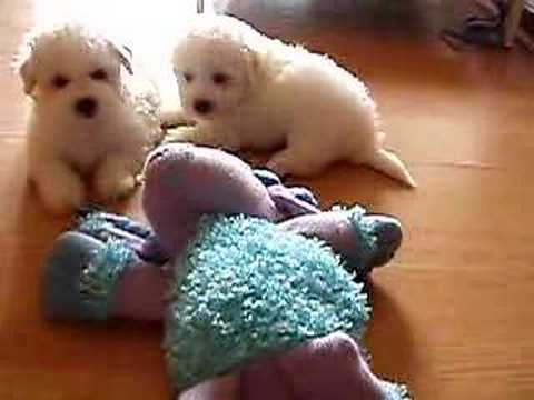 Tired Bichon Frise puppies at 6 weeks old