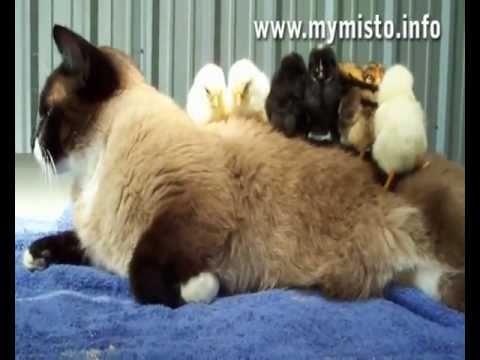 Funny Cats. Приколы с кошками.