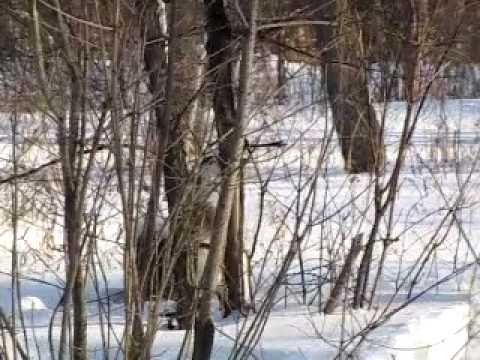 Западно-сибирская лайка ,Вейка!