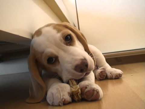 Бигль.Ну просто чудо Бася. Beagle