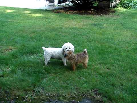 Brussels Griffon Stewyka and Bichon Sammie. (брюссельский грифон Стюйка).