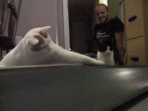 Cats Try to Understand Treadmill