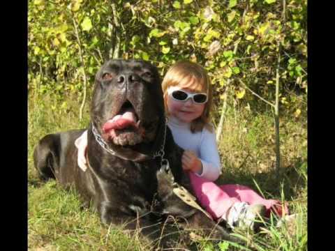 Кане корсо ( cane corso)