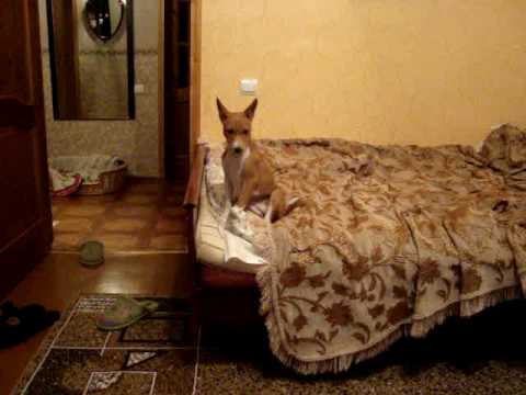 Басенджи (basenji)