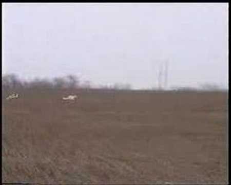 russian borzoi hunting 2