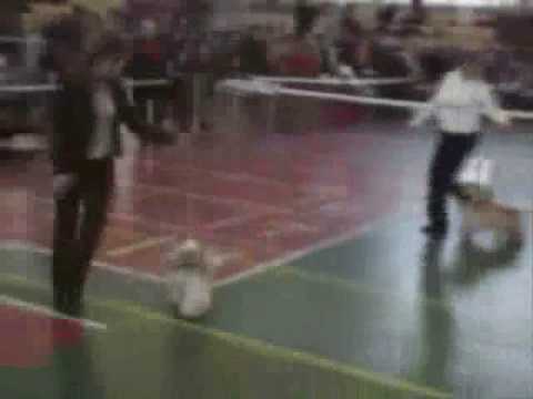 Dog show American cocker spaniel from Russia 4