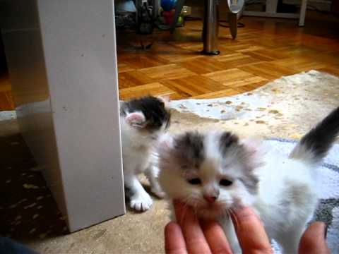 American Curl kittens 1 month old