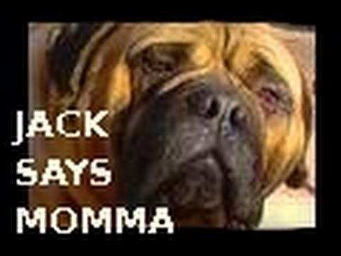 Bullmastiff Jack "Says Momma"Dog Tricks