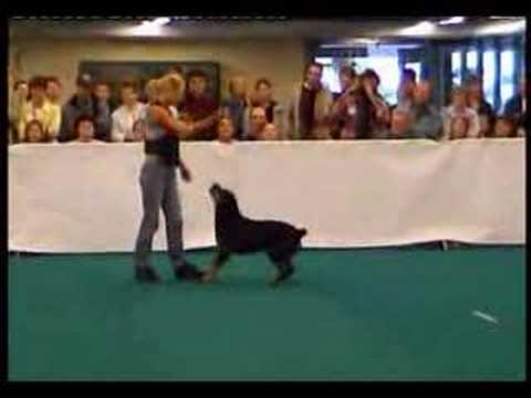 dancing rottweiler