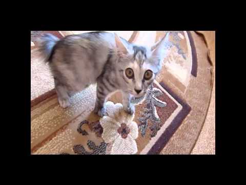 Kurilian Bobtail animal instinct