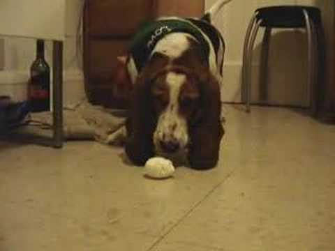 Boiled egg V's basset hound