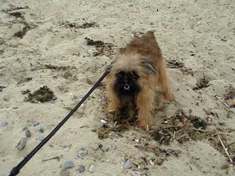 Brussels Griffon Stewyka (брюссельский грифон Стюйка).