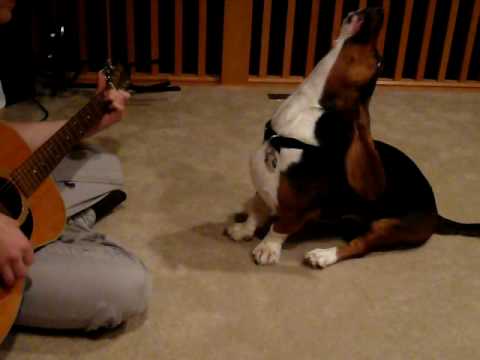 Gabby the Singing Basset Hound