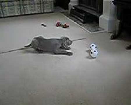 Weimaraner Puppy