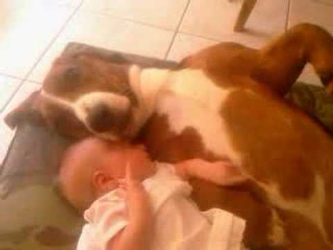 Basset dog with Baby