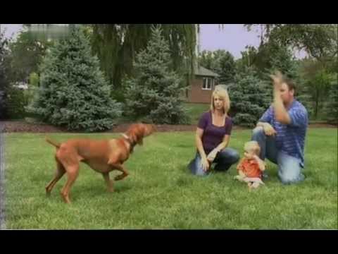 Введение в собаковедение 101 Dogs Часть 3 Animal Planet