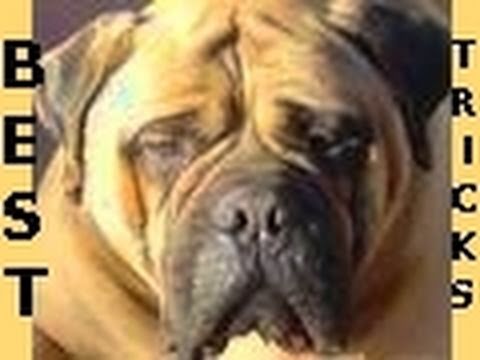 Bullmastiff Jack Best Dog Tricks