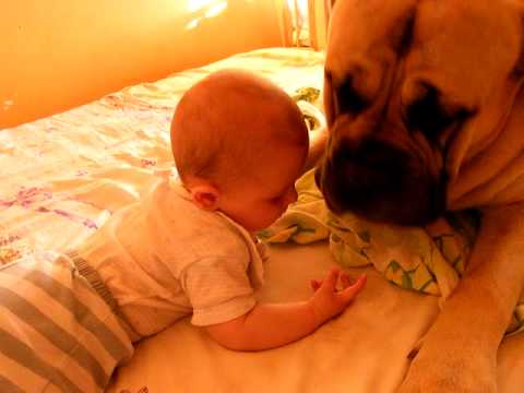 babysitter bullmastiff akino