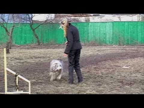 Bearded collie Varvara - Obedience & fun