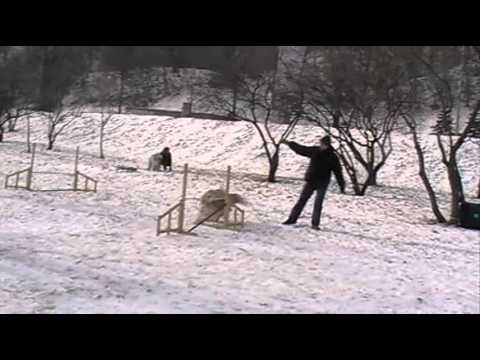 Artem & bearded collie Butterfly - Agility training