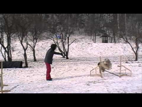 Bearded collie Winner - agility Training