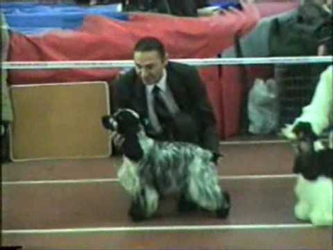 Dog show American cocker spaniel from Russia 13