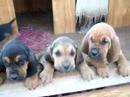 Bloodhounds puppies