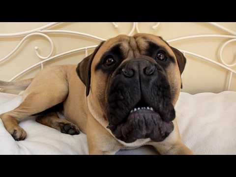 Angry Bullmastiff Puppy