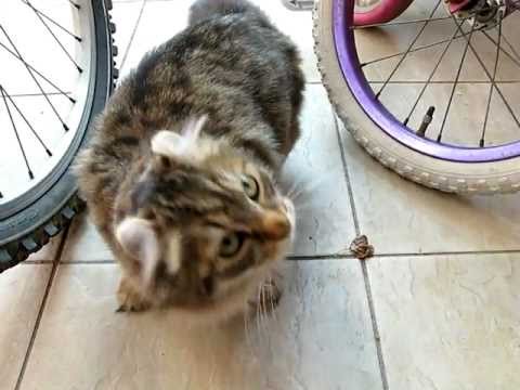 American Curl Cat