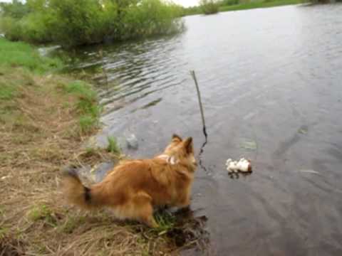 Шелти. Первая вода.