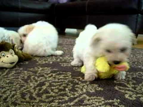 Bichon Frise Puppies Playing