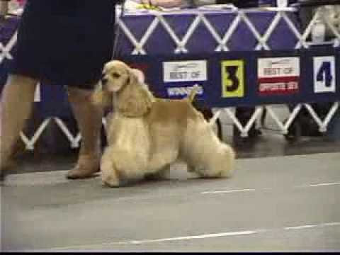 The 2007 Cocker Spaniel National Specialty