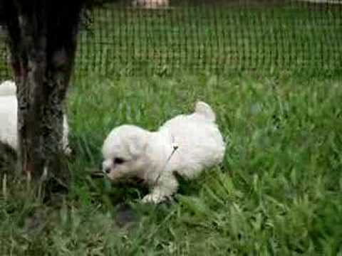 Bichon Frise puppies