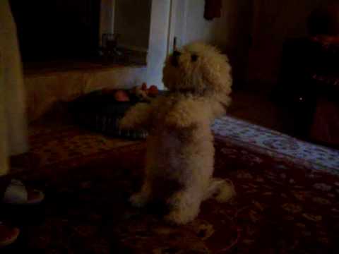 Belle the Bichon Frise Does Tricks for Cheese