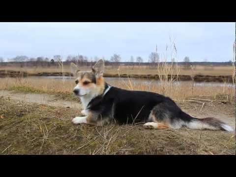 Вельш корги пемброк