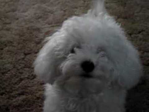 Bichon Frise