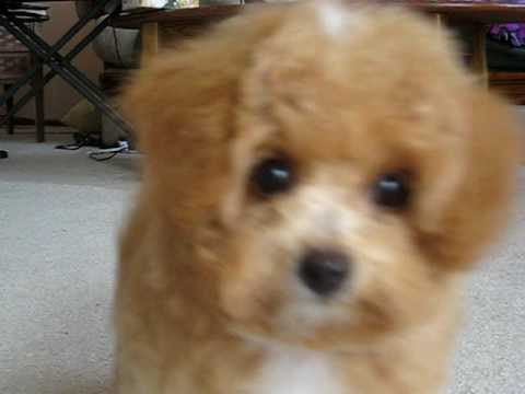 cute 14 week old toy poodle bichon frise after bath fluffball