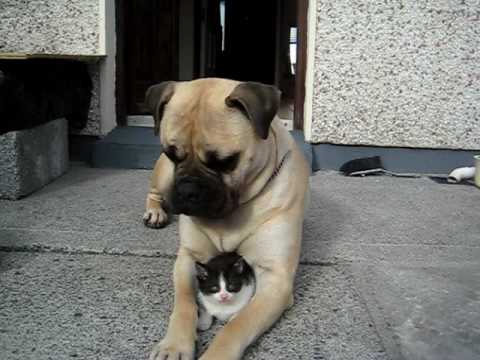 bullmastiff - "callie" and her kitten