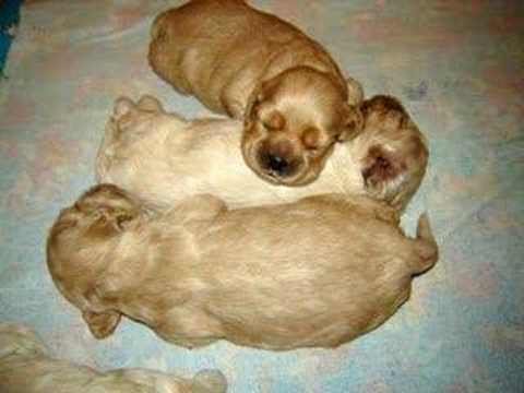 american cocker puppies Helada Hill`s