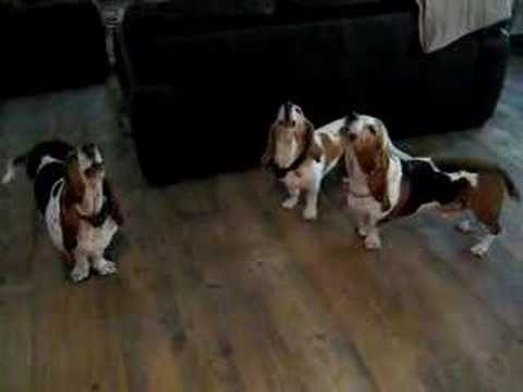 Basset hound concerto