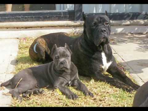 cane corso(кане корсо)