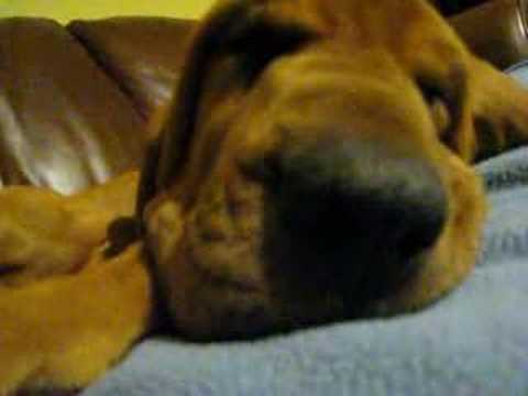 BLOODHOUND PUPPIES SNORING