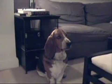 singing basset hound